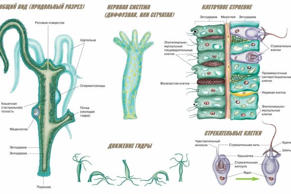 Kraken onion kr2web in