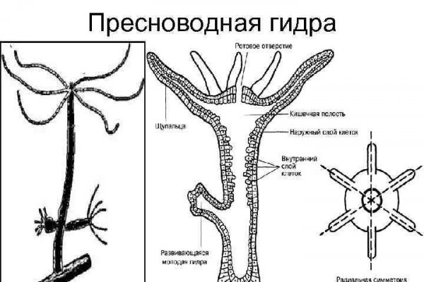 Kraken com зеркало